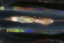 Comb Jelly (Mertensia ovum) feeds on krill; digests it rapidly within transparent gut
