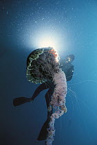 Northern Sea Nettle (Chrysaora melanaster) and scuba diver, southern California