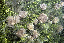Upside-down Jellyfish (Cassiopea xamachana) in rare landlocked lake, Kakaban Island, Borneo