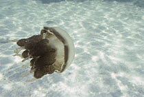 Papuan Jellyfish (Mastigias papua) in rare landlocked lake, Kakaban Island, Borneo