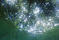 Mangrove (Rhizophora sp) trees line the shore of landlocked Jellyfish Lake, Palau