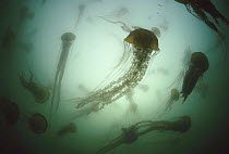 Northern Sea Nettle (Chrysaora melanaster) gather in great number off Pacific coast in fall, Monterey, California