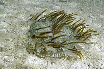 Upside-down Jellyfish (Cassiopea xamachana) lies on bottom, symbiotic algae (Zooxanthellae) in body, Caribbean