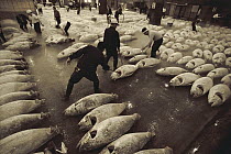 Atlantic Bluefin Tuna (Thunnus thynnus) that are frozen are are arranged by market workers for display and auction, Tsukiji Market, Tokyo, Japan