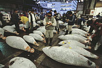 Atlantic Bluefin Tuna (Thunnus thynnus) examinded with flashlights by buyers to determine the quality of the meat, Tsukiji Market, Tokyo, Japan