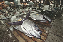 Atlantic Bluefin Tuna (Thunnus thynnus) are displayed for auction, Tsukiji Market, Tokyo, Japan