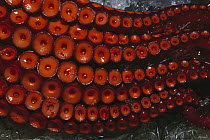 Octopus (Octopus sp) close-up of tentacles and suction discs, Tsukiji Market, Tokyo, Japan