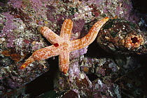 Sea Star showing regeneration of arms after losing them, Izu Oceanic Park, Japan