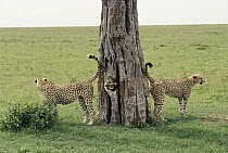 Cheetah (Acinonyx jubatus) hunting pair marking Acacia tree with urine, Kenya