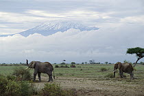 African Elephant (Loxodonta africana) group in front of Mt Kilimanjaro, Kenya