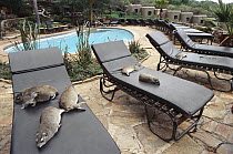 Small-toothed Rock Hyrax (Heterohyrax brucei) group lounging around pool at Mara Serena lodge, closest living relative of the Elephant, feet possess hoof-like nails, Kenya