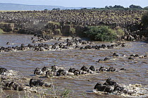 Blue Wildebeest (Connochaetes taurinus) herd migrating, Mara river, Masai Mara National Park, Kenya