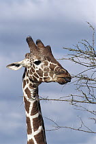 Masai Giraffe (Giraffa tippelskirchi) tallest mammal in the world, browse among thorny Acacias grasping shoots with long tongue, Kenya