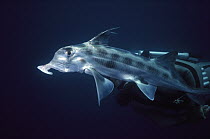 Australian Ghost Shark (Callorhinchus milii) trunk-like snout detects prey in sea bottom, primitive fish relative to sharks, lives in the deep sea, New Zealand