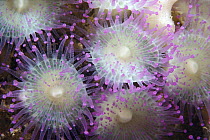 Corallimorpharian (Corynactis sp) colony all clones, New Zealand
