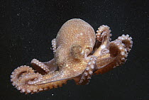 California Bigeye Octopus (Octopus californicus) deep sea species swimming, California