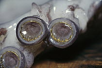 Humboldt Squid (Dosidicus gigas) close-up of suckers lined with razor-sharp teeth, Sea of Cortez, Baja California, Mexico