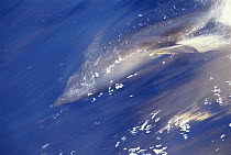 Bottlenose Dolphin (Tursiops truncatus) pair swimming, Socorro Island, Revillagigedo Archipelago, Baja California, Mexico