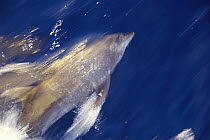 Bottlenose Dolphin (Tursiops truncatus) riding bow wave, Socorro Island, Revillagigedo Archipelago, Baja California, Mexico
