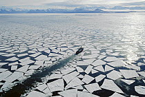 Coast guard icebreaker travels through ice floes which have broker off sea ice edge in late summer, McMurdo Sound, Antarctica