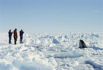 Orca (Orcinus orca) spyhopping in icebreaker channel, must find open pockets of water to breathe, watched by pilots and researchers, McMurdo Sound, Antarctica
