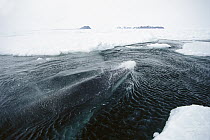 Antarctic Minke Whale (Balaenoptera bonaerensis) breathing in small pool of open water in ice channel, swims under ice edge for plankton, McMurdo Sound, Antarctica