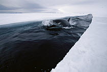 Orca (Orcinus orca) travels down opening leads of ice, making deep dives under ice to hunt Antarctic cod, McMurdo Sound, Antarctica, sequence 2 of 4