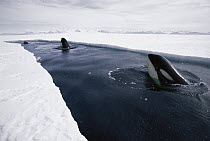 Orca (Orcinus orca) pod resting at end of lead of ice, make deep dives under ice to hunt Antarctic cod, Antarctica