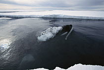 Orca (Orcinus orca) surfacing at edge of ice, makes deep dives under ice to hunt Antarctic cod, Antarctica