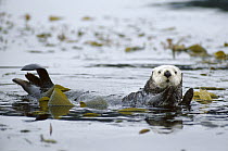 Sea Otter (Enhydra lutris) wraps itself in Kelp for the night, Monterey, California
