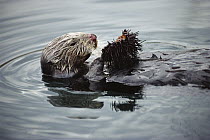 Sea Otter (Enhydra lutris) creates healthier Kelp forests by eating Urchins, California
