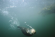 Sea Otter (Enhydra lutris) swimming underwater, creates healthier Kelp forests by eating Urchins, California