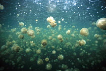 Jellyfish (Mastigias sp) form huge schools that migrate to the sun, have lost their ability to sting, Jellyfish Lake, Palau