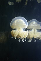 Jellyfish (Mastigias sp) in landlocked Jellyfish Lake have lost their sting, Palau