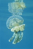 Papuan Jellyfish (Mastigias papua) has a powerful sting as opposed to their stingless cousins in landlocked Jellyfish Lake, Palau