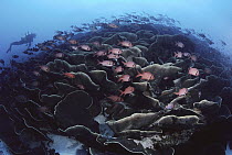 Disc Coral (Turbinaria reniformis) provides shelter for squirrelfish, Ulong Channel, Palau