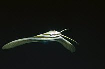 Batfish (Platax sp) juvenile, changes shape when adult, Palau