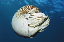 Chambered Nautilus (Nautilus pompilius) comes up from great depths at night to shallows, Palau