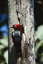 Lineated Woodpecker (Dryocopus lineatus) female builds hole in tree trunks and tends nest, Panama Rainforest