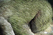 Brown-throated Three-toed Sloth (Bradypus variegatus) gentle and slow-moving, symbiotic algae in hair, Panama Rainforest