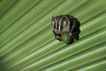 Peters' Tent-making Bat (Uroderma bilobatum) roosts under palm leaf, peels fig before eating, rainforest, Panama