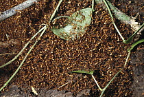 Army Ant (Eciton sp) group sweep forest floor of prey, form bivouacs at night, Panama Rainforest