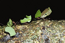 Leafcutter Ant (Atta sp) group chop up and carry leaf pieces to cultivate fungus, rainforest, Panama