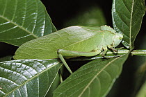 Stal's Katydid (Steirodon stalii) resembles green leaves of plants, Panama