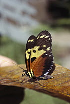 Tropical butterfly, Panama Rainforest