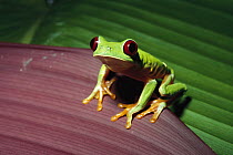 Red-eyed Tree Frog (Agalychnis callidryas) nocturnal, red eyes help it to see in the dark, rainforest, Panama