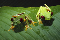 Red-eyed Tree Frog (Agalychnis callidryas) pair on leaf, nocturnal, red eyes help it see in darkness, Panama