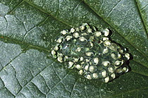 Red-eyed Tree Frog (Agalychnis callidryas) developing eggs laid on leaf above water, Panama Rainforest