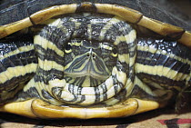 Turtle (Trachemys sp) hides within shell for protection, Panama rainforest