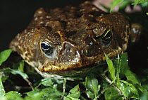 Cane Toad (Bufo marinus) peers out from lake weeds, Panama rainforest
